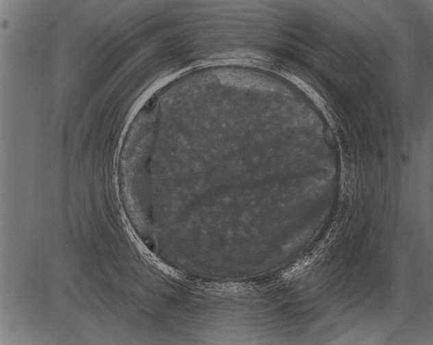 X0000081360949200702020137