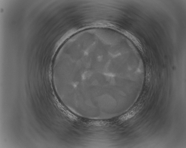 X0000081360950200702020137