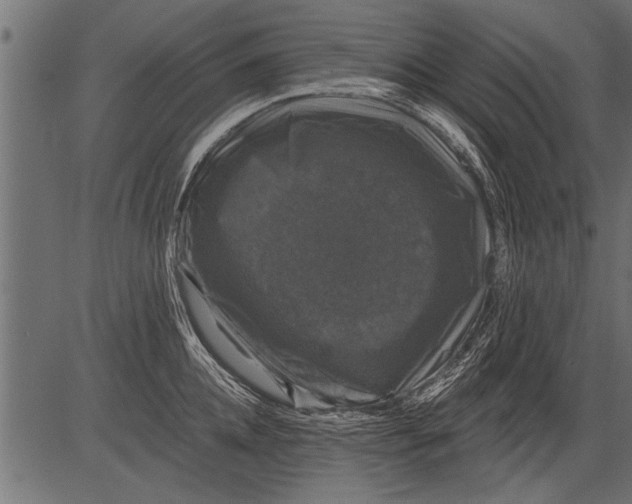 X0000081360952200702020137