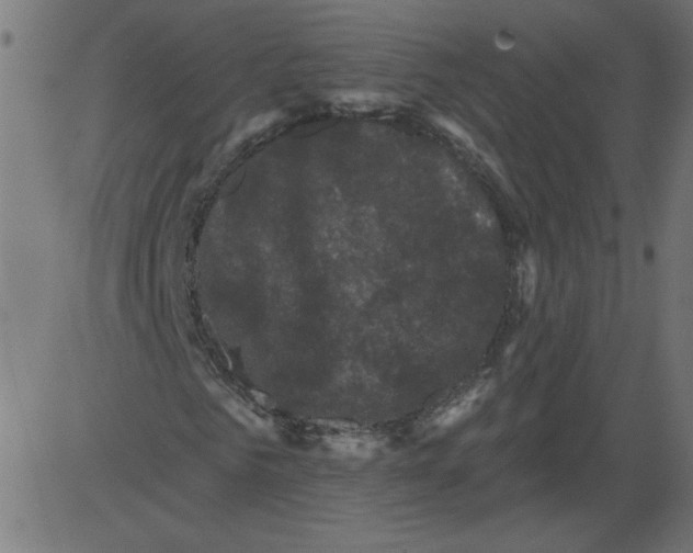 X0000081360961200702020136