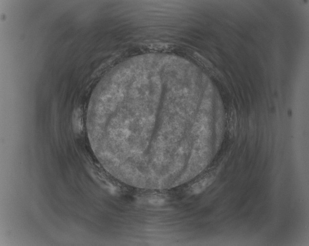 X0000081360962200702020136