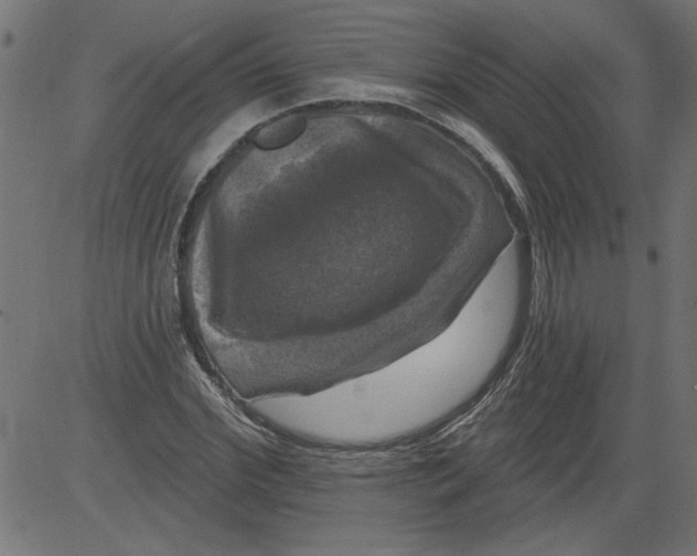 X0000081360972200702020136