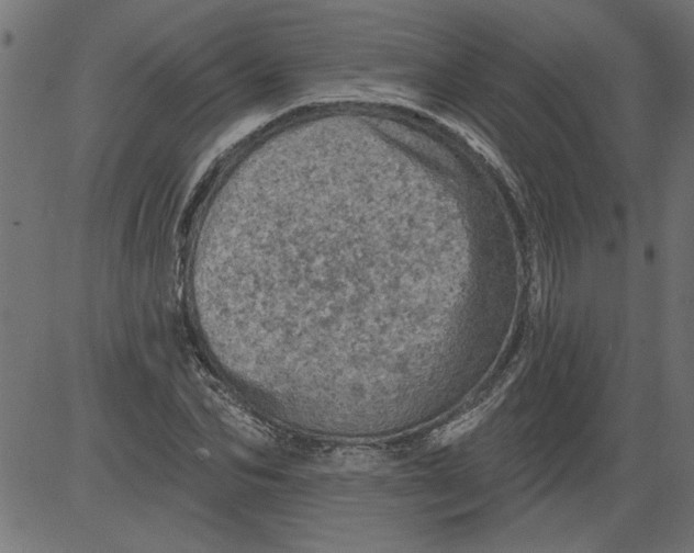 X0000081360974200702020136