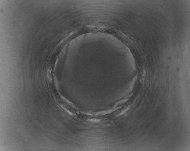 X0000081361010200702020134