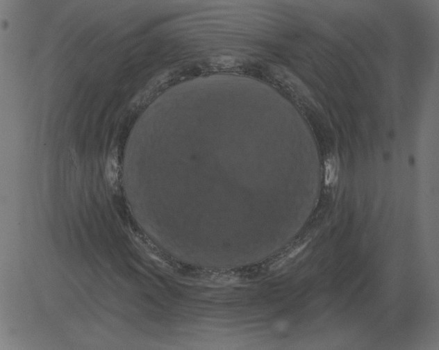 X0000081361011200702020134