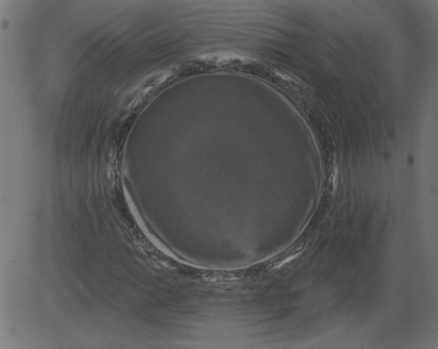 X0000081361014200702020134