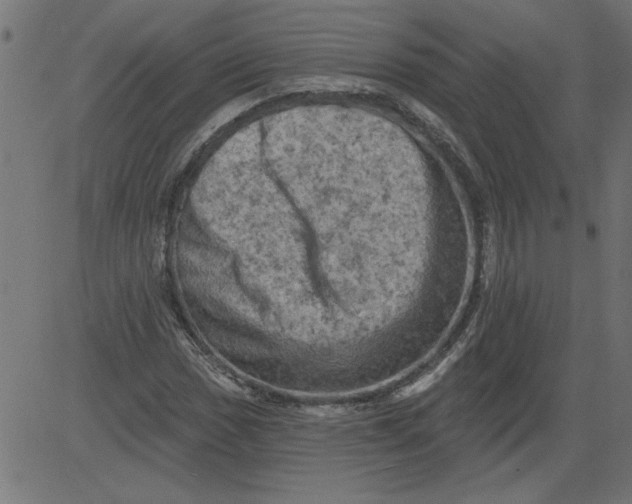 X0000081361017200702020135