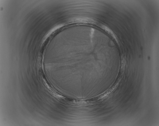 X0000081361019200702020135