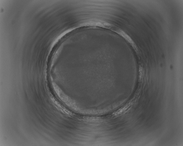 X0000081361020200702020135