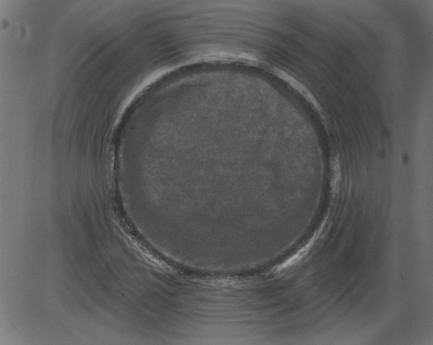 X0000081361021200702020135