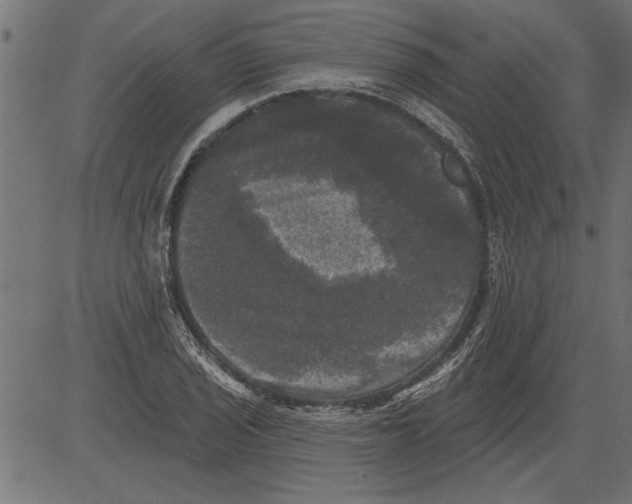 X0000081361029200702020135