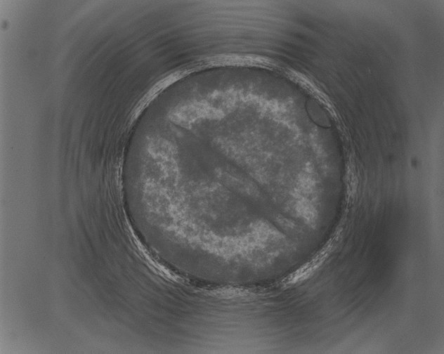 X0000081361033200702020135