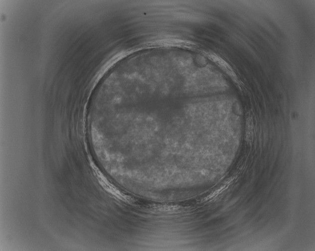 X0000081361039200702020135