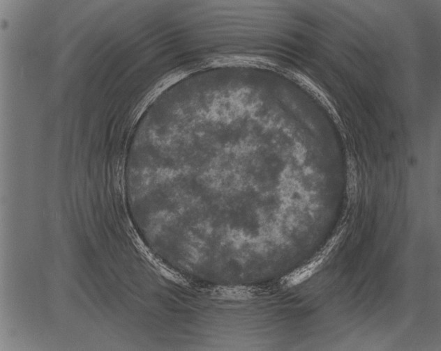 X0000081361041200702020135