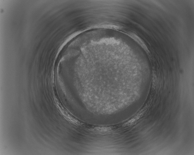 X0000081361044200702020135