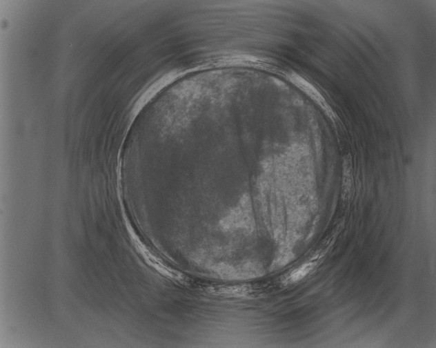 X0000081361047200702020135