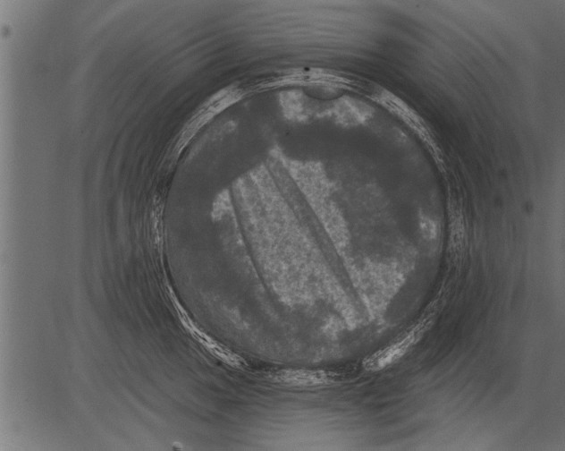 X0000081361049200702020135