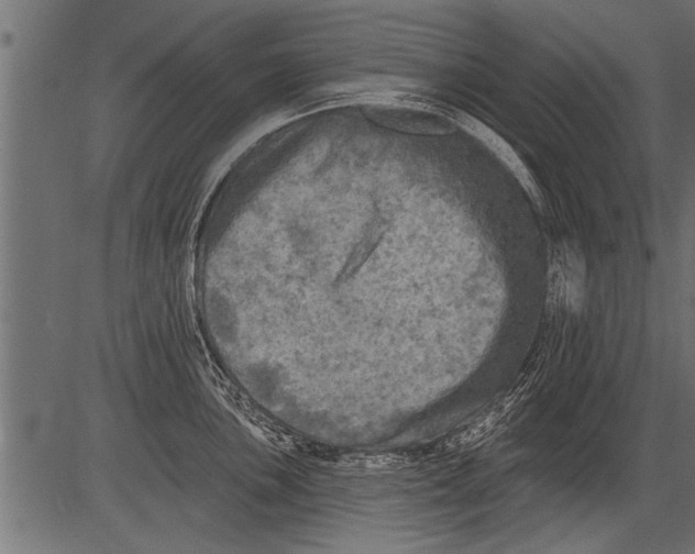 X0000081361051200702020135