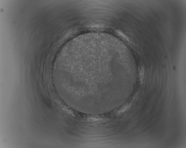 X0000081361057200702020134