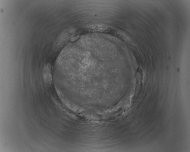 X0000081361058200702020134