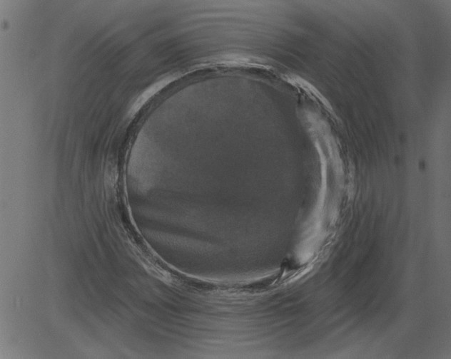 X0000081361065200702020134