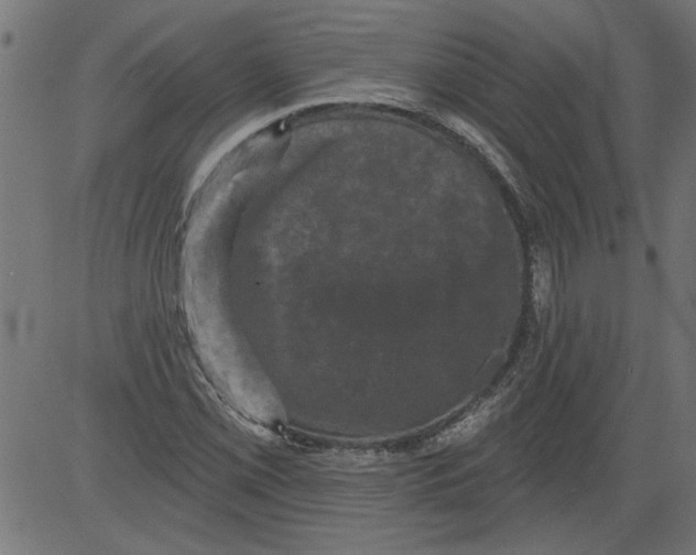 X0000081361069200702020134