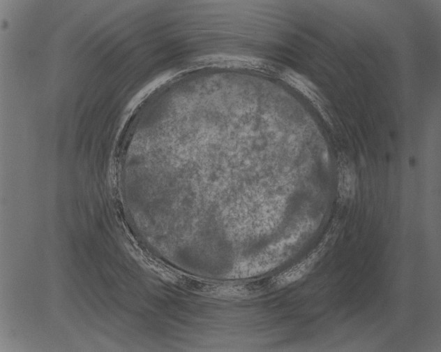 X0000081361074200702020134