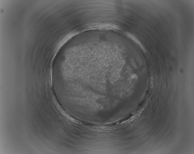 X0000081361079200702020134