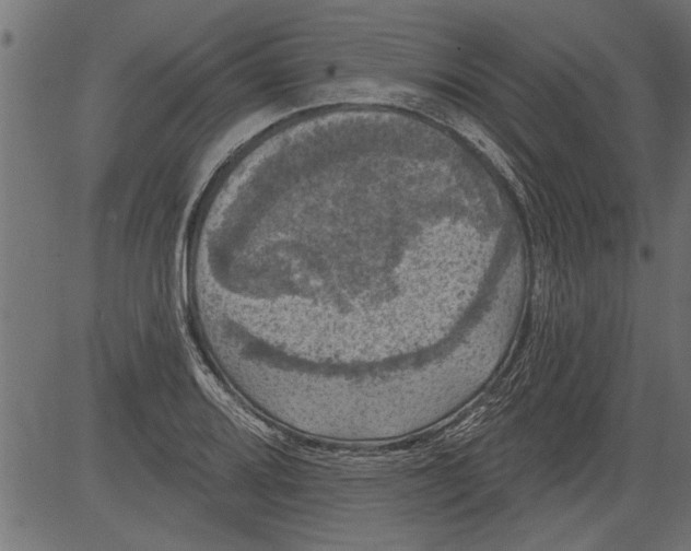 X0000081361080200702020134