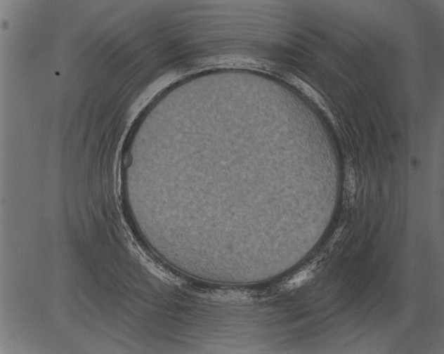 X0000081361082200702020134