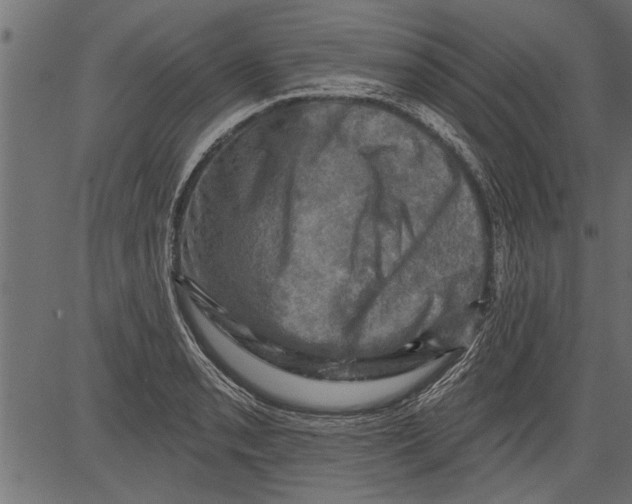 X0000081361085200702020134