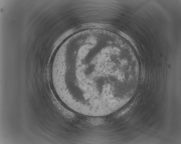 X0000081361090200702020134