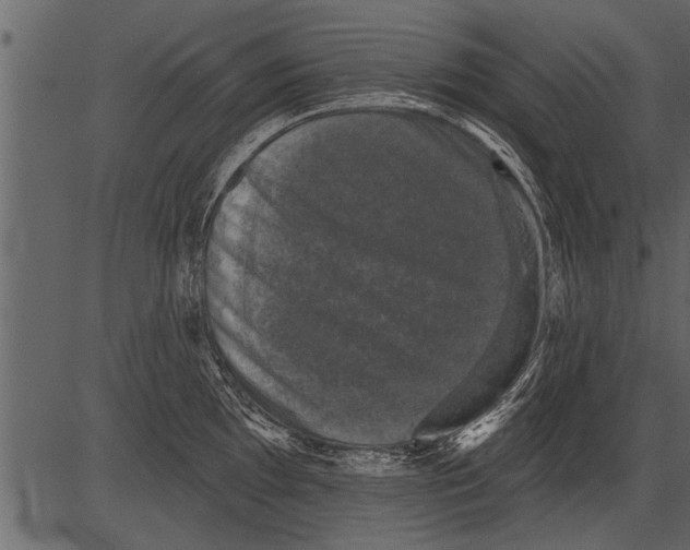 X0000081361097200702020134