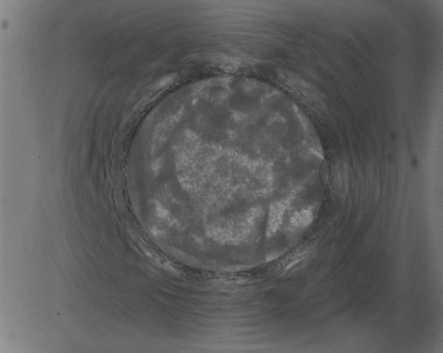 X0000081361105200702020133