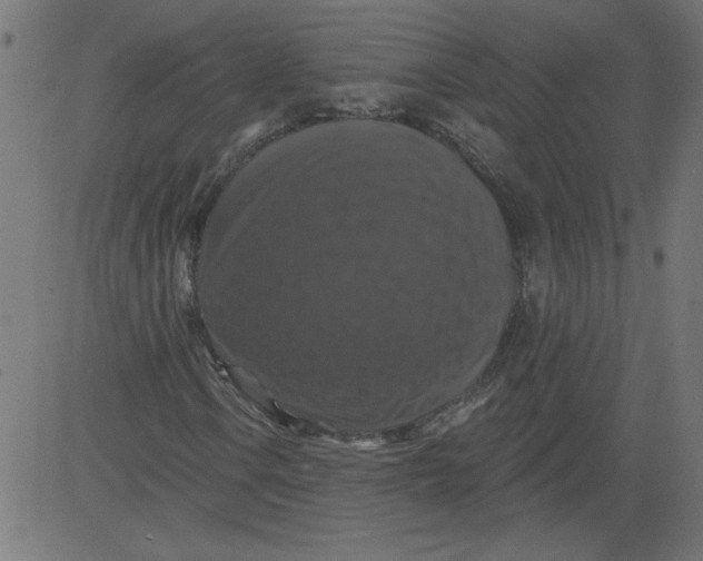 X0000081361106200702020133