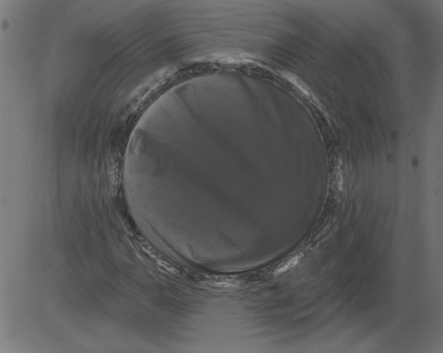 X0000081361110200702020133