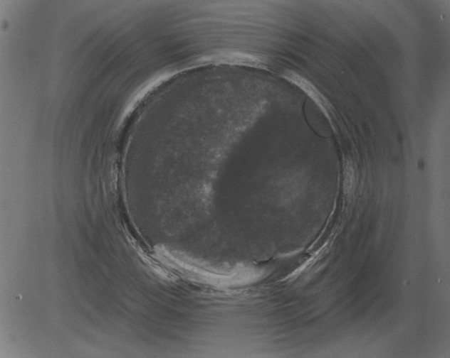 X0000081361115200702020133