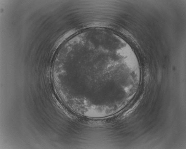 X0000081361121200702020133