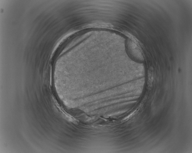 X0000081361123200702020133