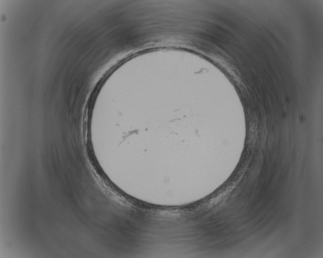 X0000081361126200702020133