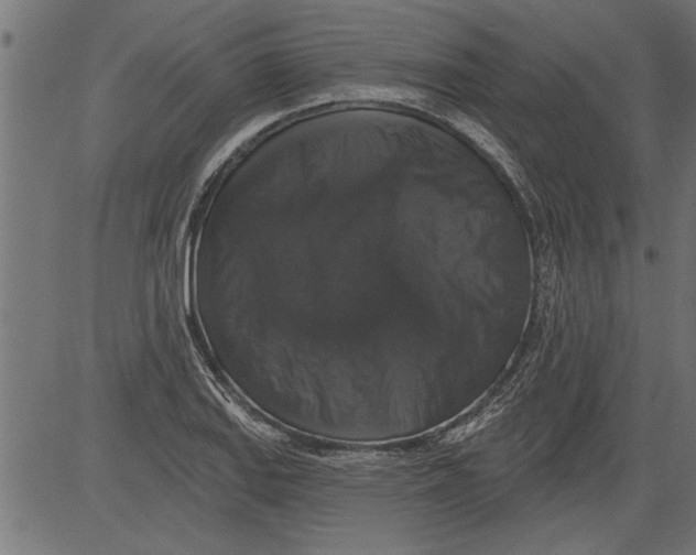 X0000081361127200702020133