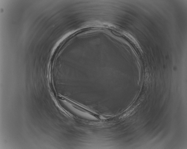 X0000081361128200702020133