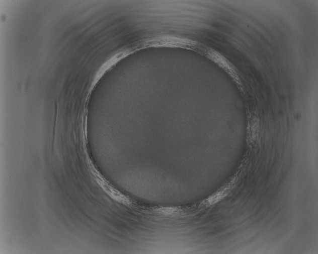 X0000081361130200702020133