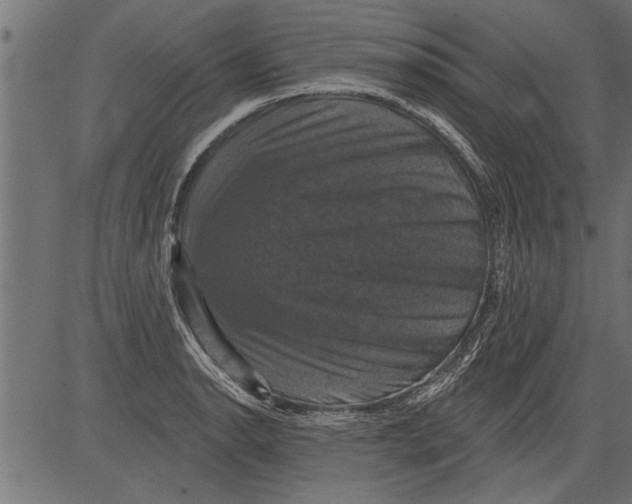 X0000081361134200702020133