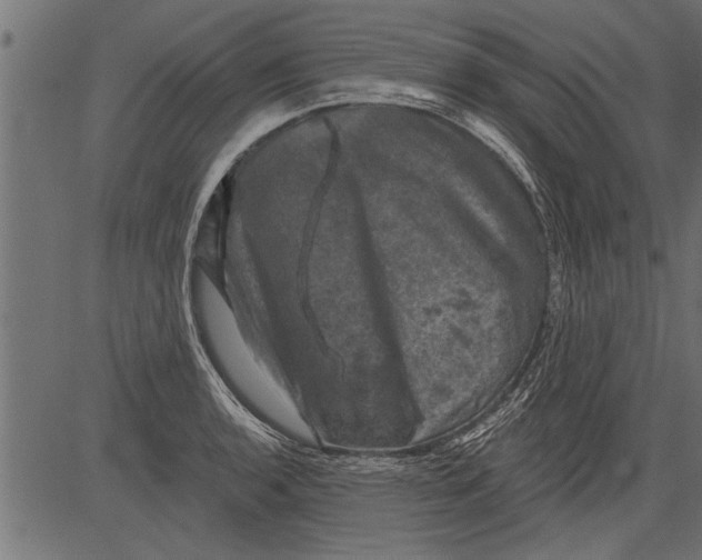 X0000081361136200702020133