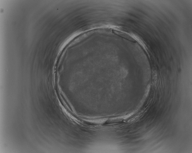 X0000081361151200702020134