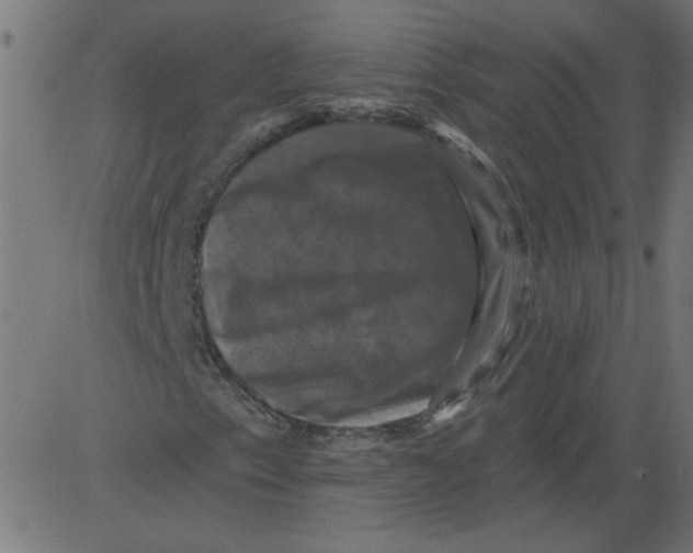 X0000081361153200702020133