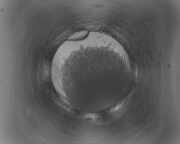 X0000081361154200702020133