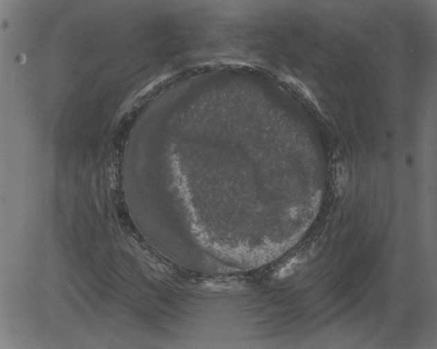 X0000081361159200702020133