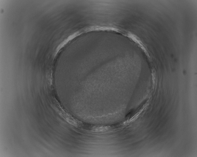 X0000081361165200702020133